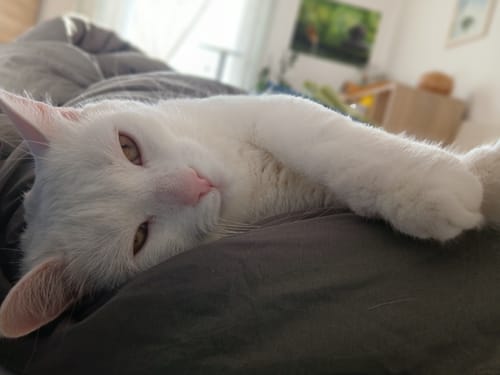 Maja